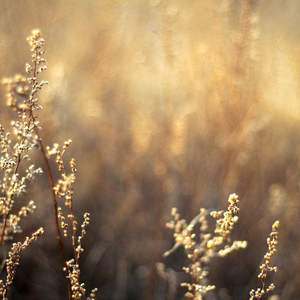 国产免费野战视频
